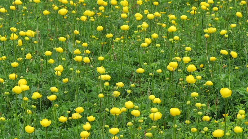 R (3) Globe flowers.JPG